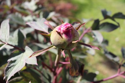 Paeonia suffruticosa - pivoňka keřovitá - pupen květu (2)